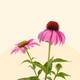 Echinacea