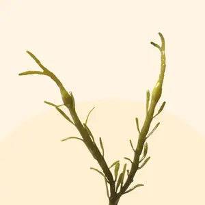 Ascophyllum