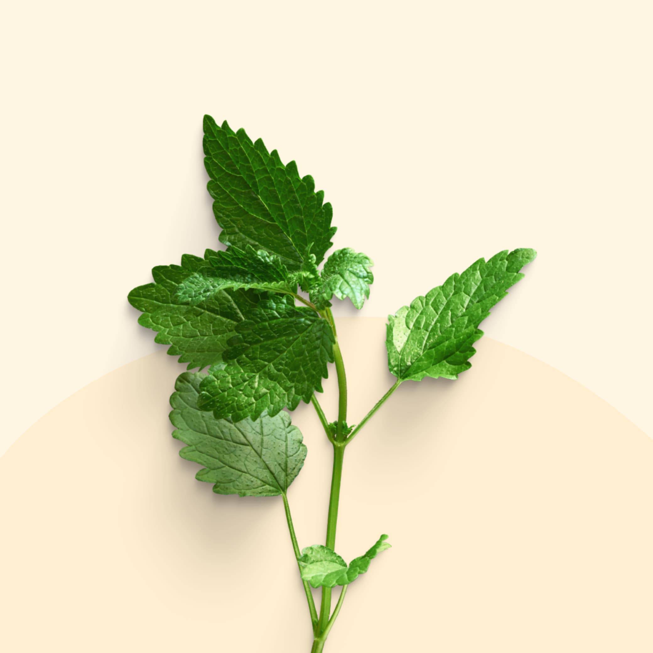 Lemon balm extract