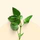 Lemon balm extract