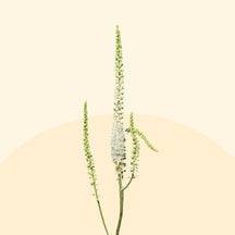 Black cohosh