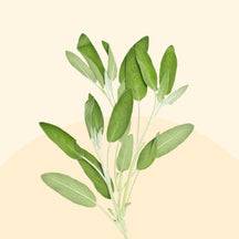 Sage